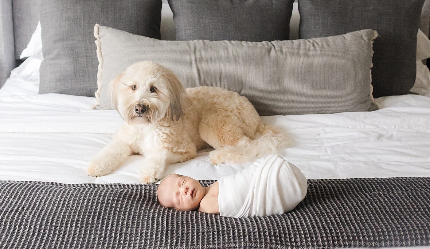 Puppy sitting on a bed with his newborn baby brother | Image by Emily Gerald Photography
